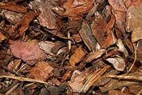Border Bark
